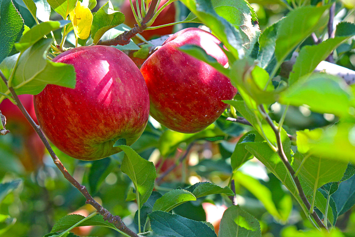 Sonnengereiftes Obst