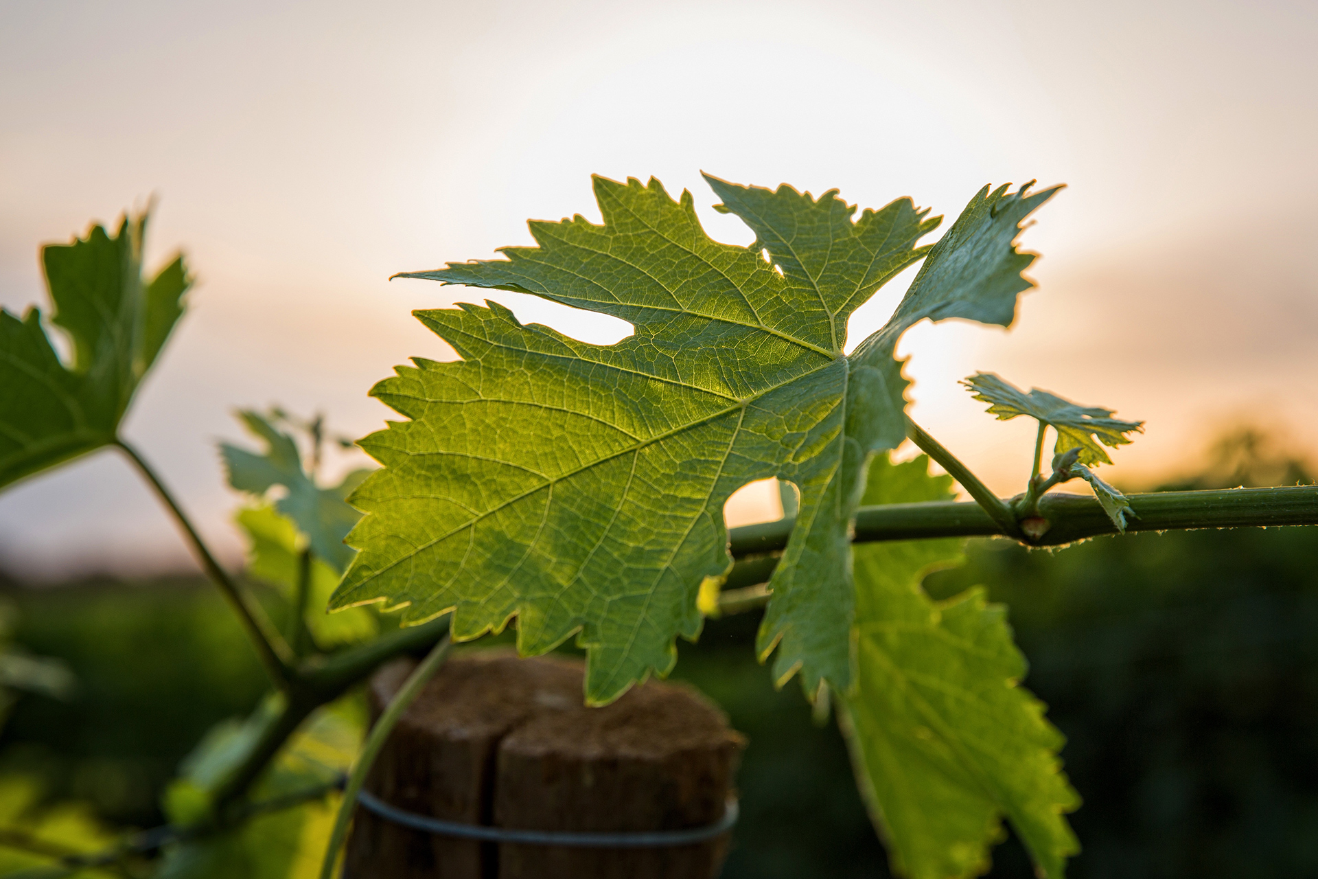 Weingut Michaelishof – Familie Kaiser, 